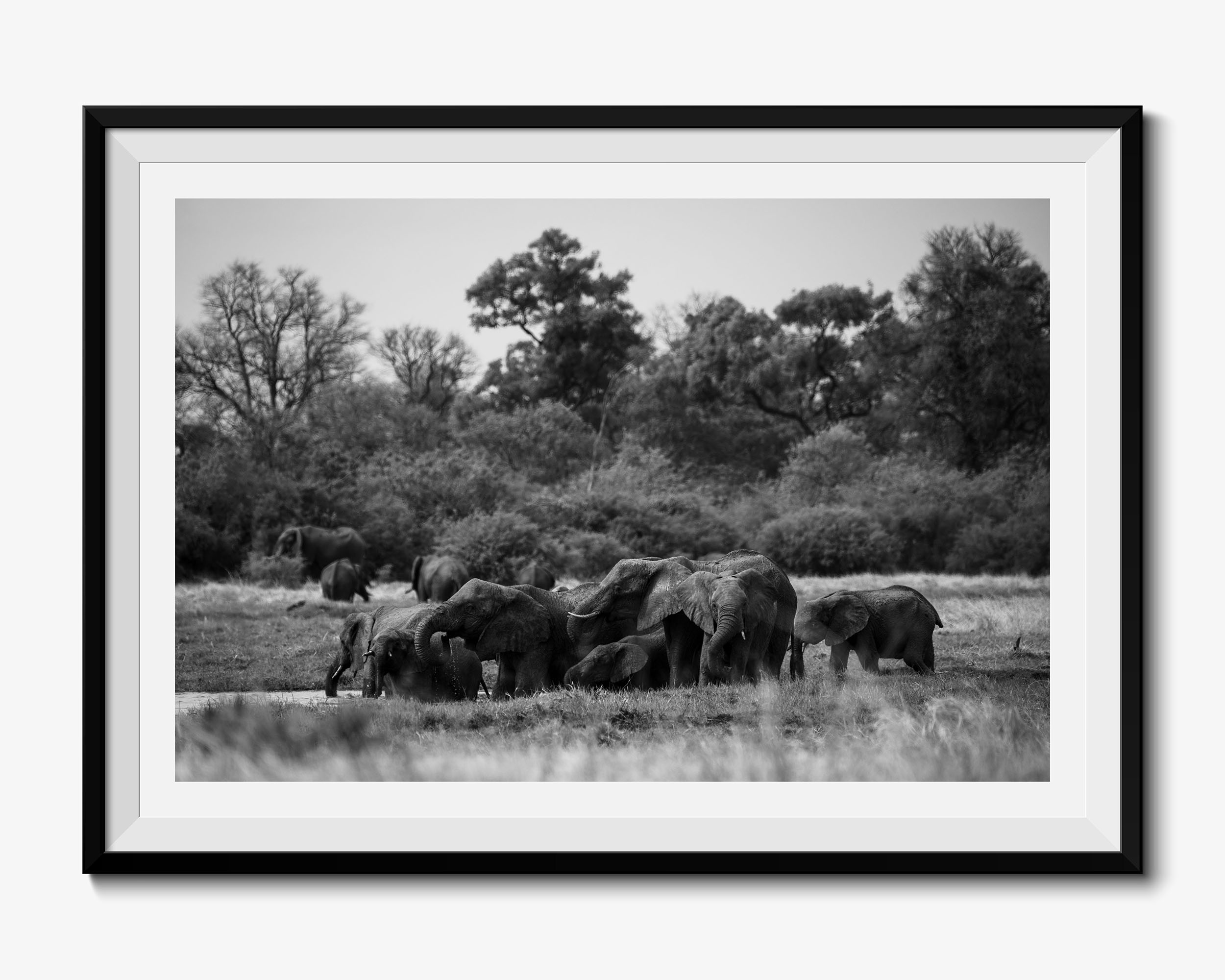 Elephants at Waterhole - Fine Art Photography Print