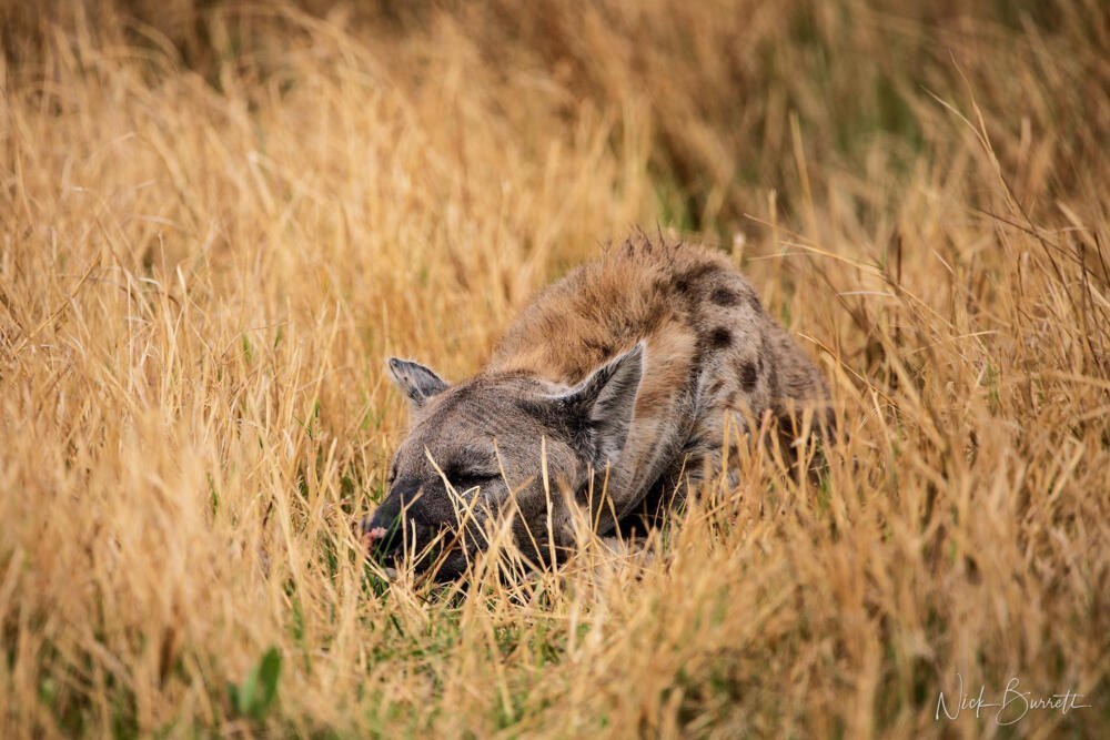 Africa Botswana Okavango Photography Safari Workshop by Nick Burrett